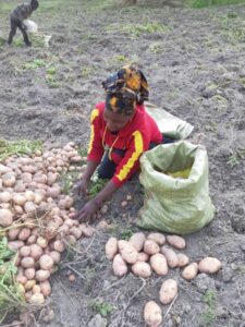 Fünf Bauernfamilien haben mit einem GRACOMA-Kredit ihre Kartoffel-Produktion erweitern können. Im Bild eine Bäuerin bei der Kartoffel-Ernte.